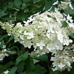 Hydrangea Paniculata Live Plant – Starter Shrub – 7-10 Inch Tall – Outdoor - Image 1