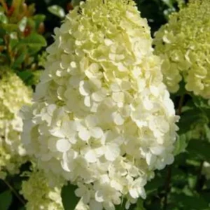 Hydrangea Paniculata 'Polar Bear' Live Plant – Starter, 5-7 Inch, Outdoor Shrub - Image 1