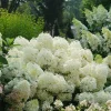 Hydrangea Paniculata 'Puffer Fish' Live Plant – Starter Size 4-6 Inch – White Blooms - Image 1