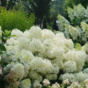 Hydrangea Paniculata 'Puffer Fish' Live Plant – Starter Size 4-6 Inch – White Blooms - Image 1