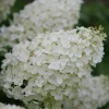 Hydrangea Paniculata 'Silver Dollar' Live Plant - White Blooms, 8-12 Inch Starter Shrub - Image 1