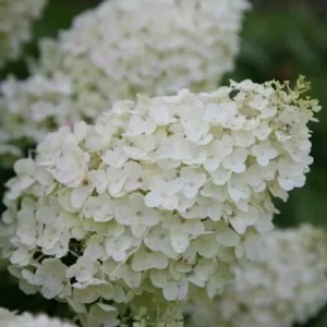 Hydrangea Paniculata 'Silver Dollar' Live Plant - White Blooms, 8-12 Inch Starter Shrub - Image 1