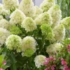 Hydrangea Paniculata 'Skyfall' Live Plant – Starter Shrub – Approx 6 Inch - Image 1