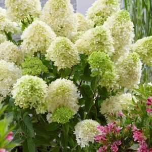 Hydrangea Paniculata 'Skyfall' Live Plant – Starter Shrub – Approx 6 Inch - Image 1