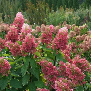 Hydrangea Pinky Winky Prime Live Plant, 7-12 Inch Tall Shrub for Outdoor Gardens - Image 1