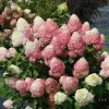 Hydrangea 'Powerball' Live Plant – Deciduous Shrub – 6-8 Inch Starter – Outdoor - Image 1