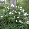 Hydrangea Quercifolia 'Snow Queen' - Starter Plant - Cutback - 3 x 4 Inch Pot - Image 1