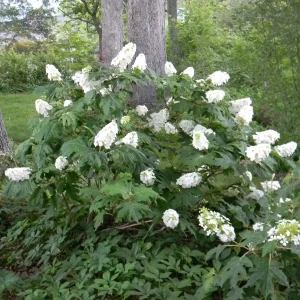 Hydrangea Quercifolia 'Snow Queen' - Starter Plant - Cutback - 3 x 4 Inch Pot - Image 1