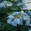 Hydrangea Serrata 'Tuff Stuff Ah Ha' Live Plant – Starter, 4-6 Inch – Outdoor Shrub - Image 1