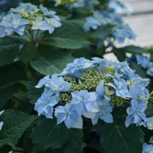 Hydrangea Serrata 'Tuff Stuff Ah Ha' Live Plant – Starter, 4-6 Inch – Outdoor Shrub - Image 1