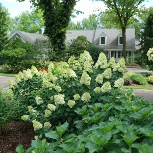 Hydrangea Starter Plant Mixed Varieties - 2.5 Inch Pot - Outdoor Shrub - Image 2