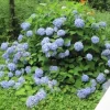 Hydrangea Starter Plant Mixed Varieties - 2.5 Inch Pot - Outdoor Shrub - Image 1