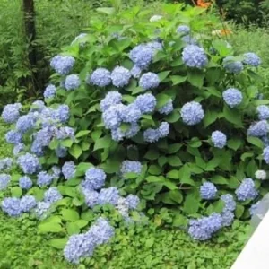 Hydrangea Starter Plant Mixed Varieties - 2.5 Inch Pot - Outdoor Shrub - Image 1
