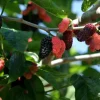 Illinois Everbearing Mulberry Seeds - 20 Count - Fruit Tree Seeds for Home Garden - Image 1