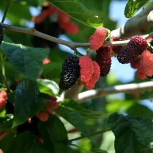 Illinois Everbearing Mulberry Seeds - 20 Count - Fruit Tree Seeds for Home Garden - Image 1