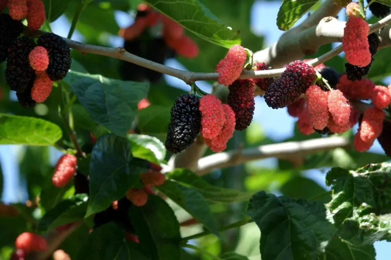 Illinois Everbearing Mulberry Seeds - 20 Count - Fruit Tree Seeds for Home Garden - Image 1