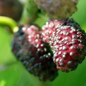 Illinois Everbearing Mulberry Tree - Live Plant - Excellent Fruit - 12" Tall - Image 1