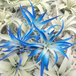 Indigo Air Plant Tillandsia - Dark Blue Enhanced Live Plant - 4-6 inch - Image 1