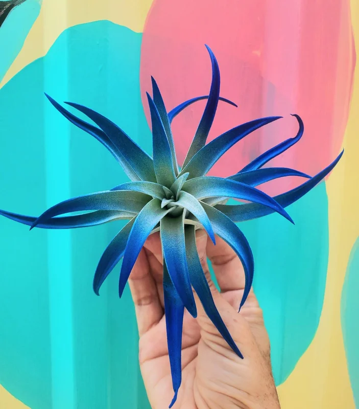 Indigo Air Plant Tillandsia - Dark Blue Enhanced Live Plant - 4-6 inches - Image 4