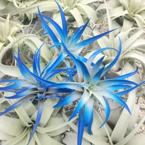 Indigo Air Plant Tillandsia - Dark Blue Enhanced Live Plant - 4-6 inches - Image 1