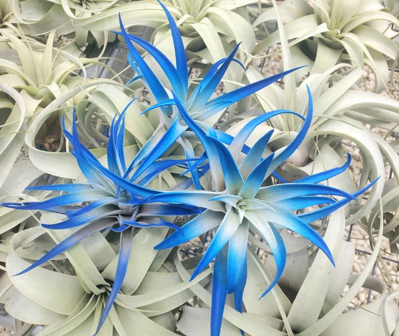 Indigo Air Plant Tillandsia - Dark Blue Enhanced Live Plant - 4-6 inches - Image 1