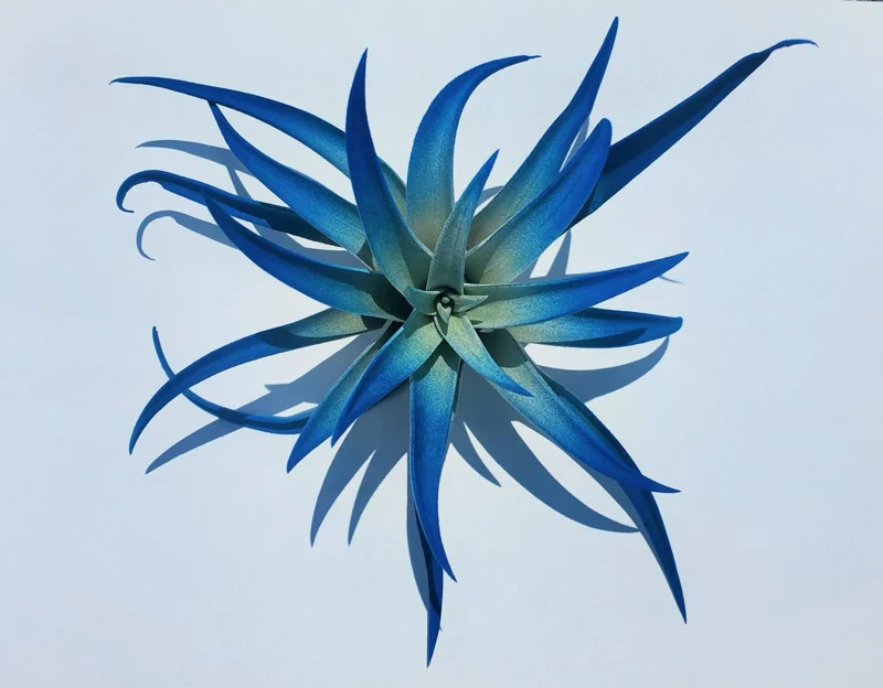 Indigo Air Plant Tillandsia - Dark Blue Enhanced Live Plant - 4-6 inches - Image 5