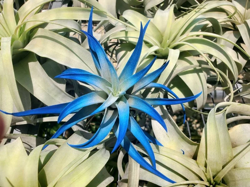 Indigo Air Plant Tillandsia - Dark Blue Enhanced Live Plant - 4-6 inches - Image 6