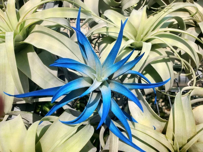 Indigo Dark Blue Air Plant Tillandsia – Live Plant – 4-6 inches – Indoor - Image 2