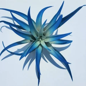 Indigo Dark Blue Air Plant Tillandsia Live Plant - 4-6