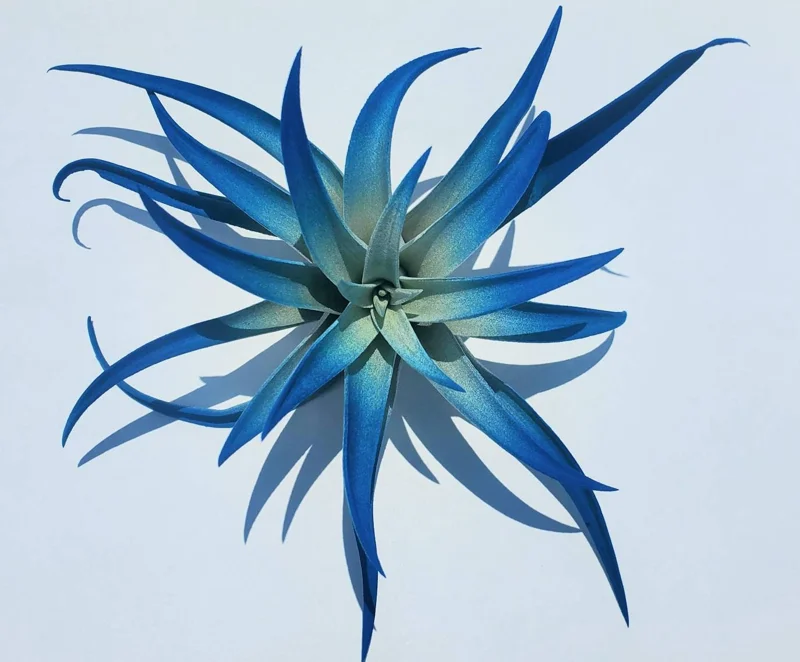 Indigo Dark Blue Air Plant Tillandsia – Live Plant – 4-6 inches – Indoor - Image 1