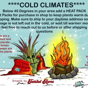 Indigo Dark Blue Air Plant Tillandsia Live Plant - 4-6