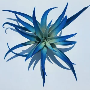 Indigo Dark Blue Air Plant Tillandsia - Live Plant - Single - 4-6