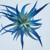 Indigo Dark Blue Air Plant Tillandsia - Live Plant - Single - 4-6" (Grows to 8-10") - Image 1
