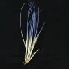 Indigo Juncea Airplant Live Plant – Tillandsia Terrarium Plant – 4-7 inches – Indoor Decorative - Image 1