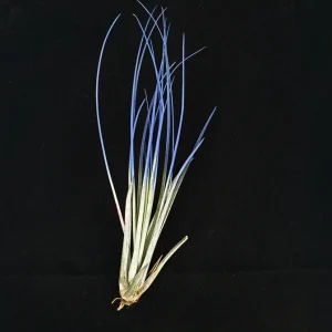 Indigo Juncea Airplant Live Plant – Tillandsia Terrarium Plant – 4-7 inches – Indoor Decorative - Image 1