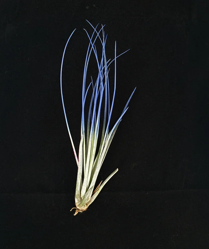 Indigo Juncea Airplant Live Plant – Tillandsia Terrarium Plant – 4-7 inches – Indoor Decorative - Image 1