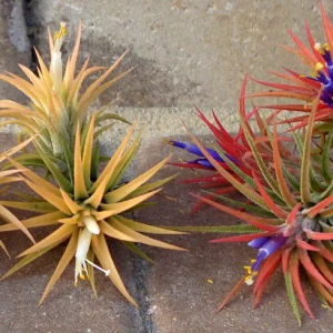 Iona Air Plant Live Plant 3-Pack – Tillandsia Varieties – Indoor Decor - Image 6