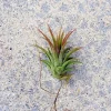 Iona Air Plant Tillandsia Ionantha Live Plant 1-3 inches Tropical Indoor - Image 1