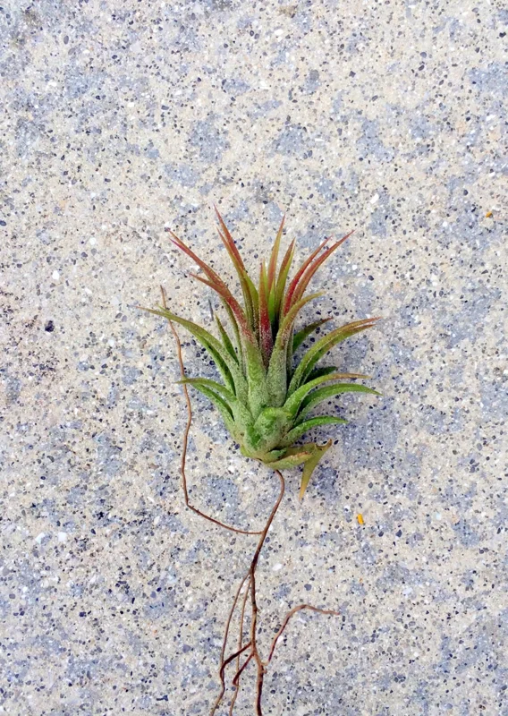 Iona Air Plant Tillandsia Ionantha Live Plant 1-3 inches Tropical Indoor - Image 1