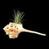 Iona Air Plant with Houstellum Seashell – Live Tillandsia – 1-2 inch Plant, 5 inch Shell – Indoor Decor - Image 1