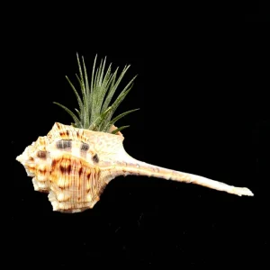 Iona Air Plant with Houstellum Seashell – Live Tillandsia – 1-2 inch Plant, 5 inch Shell – Indoor Decor - Image 1