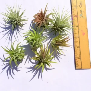Iona Tillandsia Air Plant: 3-for-1 Deal, Terrarium Supply - Image 2