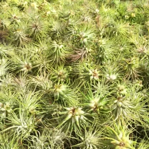 Iona Tillandsia Air Plant: 3-for-1 Deal, Terrarium Supply - Image 3