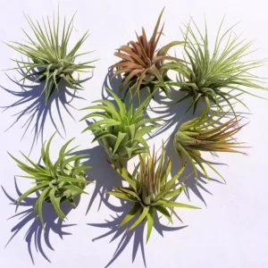 Iona Tillandsia Air Plant: 3-for-1 Deal, Terrarium Supply - Image 1