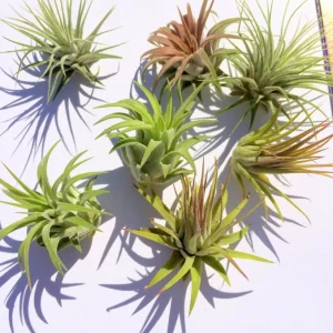 Iona Tillandsia Air Plant: 3-for-1 Deal, Terrarium Supply - Image 5