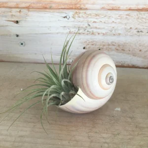 Iona Tillandsia Air Plant in Snail Seashell Planter - Live Plant - Image 2