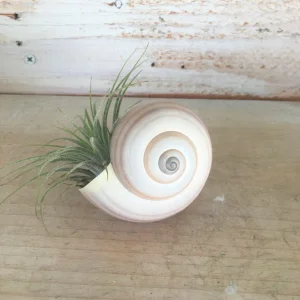 Iona Tillandsia Air Plant in Snail Seashell Planter - Live Plant - Image 1