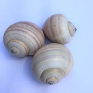 Iona Tillandsia Air Plant in Snail Seashell Planter - Live Plant - Image 7