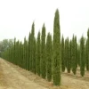 Italian Cypress Live Plant – Cupressus Sempervirens Stricta – 12-18 inch Starter Plant – Outdoor Evergreen - Image 1