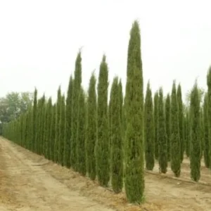 Italian Cypress Live Plant – Cupressus Sempervirens Stricta – 12-18 inch Starter Plant – Outdoor Evergreen - Image 1